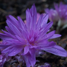 colchicum, drops