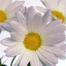 Daisy, drops