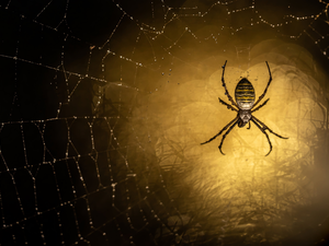 ligh, Web, flash, drops, Spider, sun, luminosity