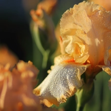 fuzzy, background, iris, drops, Colourfull Flowers