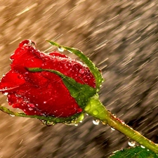 red hot, Rain, drops, rose