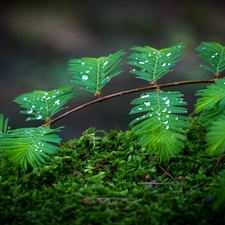 drops, Leaf, Moss