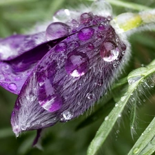 drops, Violet, pasque