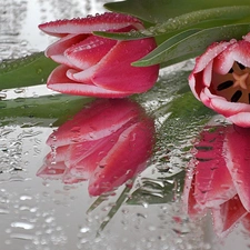 drops, Rosy, flowers, Tulips, bouquet