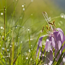 drops, water, crocus, grass, fading