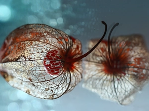 plant, Close, reflection, dry, physalis bloated