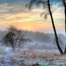 dry, grass, trees, viewes, Fog