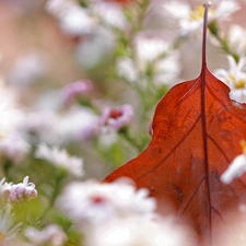 dry, leaf, Flowers, Astra, White