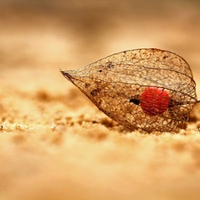 plant, physalis bloated, dry