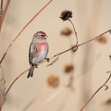 Bird, dry, Plants, Common Redpoll