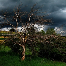 dry, trees, clouds, Polle, storm