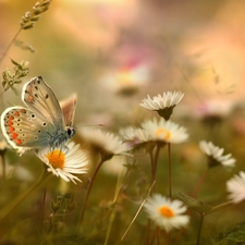 butterfly, daisies, Flowers, Dusky