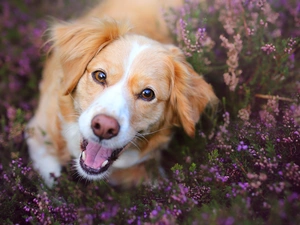 muzzle, heathers, Alpine Dutch, Kooikerhondje, dog