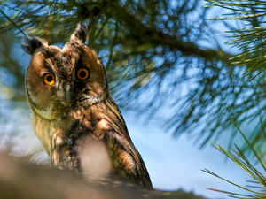 Twigs, pine, owl, eagle-owl, Bird