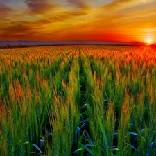 Ears, cereals, sun, farm, west