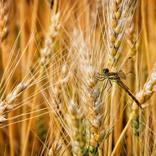 dragon-fly, corn, Ears