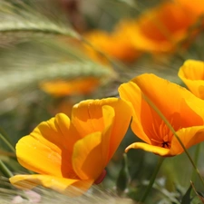 Yellow, corn, Ears, papavers