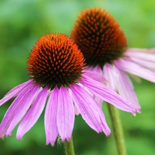 Flowers, echinacea