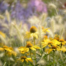 Ears, Yellow, fuzzy, echinacea, Flowers, grass, background