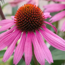 echinacea, Flowers, Pink