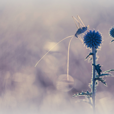 Plants, Insect, grasshopper, Echinops