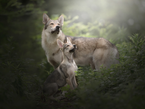 Dogs, Puppy, Plants, Elkhund