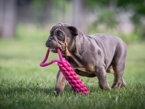 Teether, toy, Puppy, English Bulldog, dog