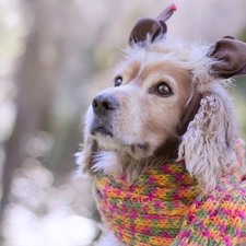 Scarf, dog, English Cocker Spaniel