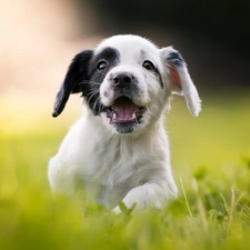 Puppy, fuzzy, background, English Cocker Spaniel