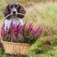 dog, basket, heathers, English Springer Spaniel