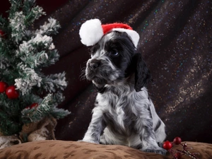 English Springer Spaniel, dog, Nicholas, christmas tree, Hat, Puppy