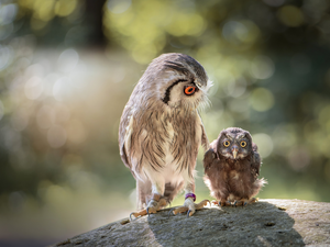 Owls, chick, Stone, Eurasian Scops Owl