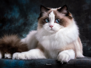 Blue Eyed, cat, Ragdoll, Longhaired