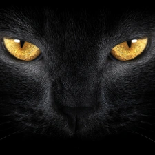 Black, Golden, Eyes, cat