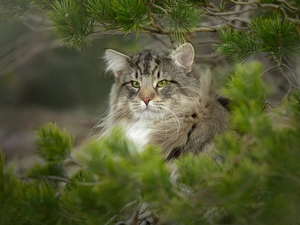 Eyes, branch pics, The look, green ones, Norwegian Forest Cat