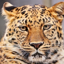 Eyes, leopard, moustache