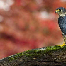 Bird, falcon