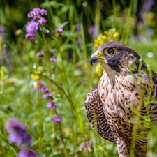 falcon, Flowers