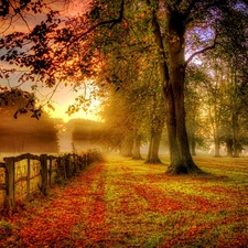 trees, autumn, Fance, Fog, viewes, Leaf