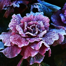 fancy, Violet, cabbage