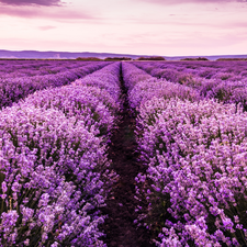 Field, Flowers, lavender, farm