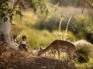 Fallow Deer, Kid, fawn