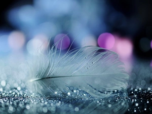 feather, drops