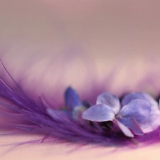 Viola odorata, Colourfull Flowers, feather, Violet