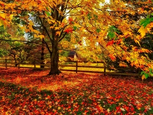 maple, color, autumn, Leaf, house, viewes, trees, fence