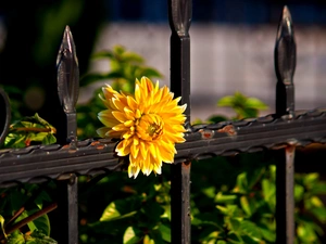 Yellow, metal, fence, Colourfull Flowers