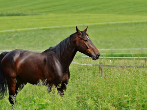 fence, Horse, grass