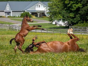 pasture, fence, Mare, Foal, bloodstock