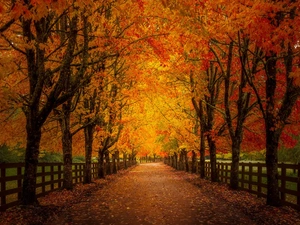 viewes, autumn, Park, fence, clones, trees