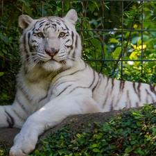 White, Bush, fence, tiger